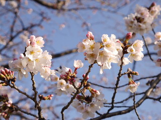 blooming tree