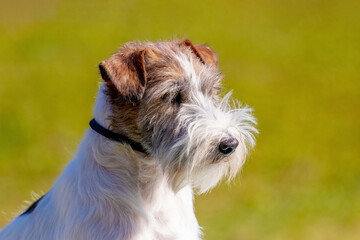 Dog breed jack russell terrier close up on blurred background in sunny weather