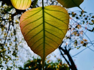 autumn leaves in the sun