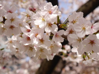 cherry tree blossom