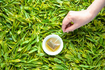 fresh fragrant sweet cool and delicious green green tea 신선하고 향긋하고 달콤하고 시원하고 맛있는 푸른녹차
