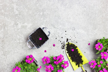 Garden tools, soil and flowers on a stone table