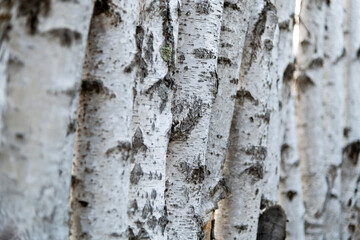 Obraz premium Detail of the birch tree trunks
