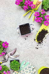 Garden tools, soil and spring flowers on a gray stone table