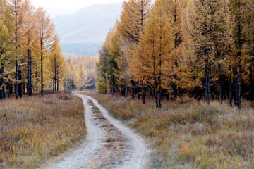 Field winding road through the forest