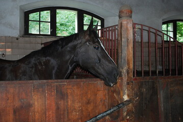 horse in stable © TK_Office