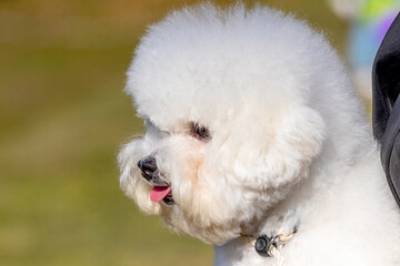 Small white fluffy dog breed Bichon Frize in the mistress in his arms