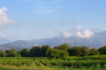 Agricultural fields in eastern coast of Corsica. Costa verde plain