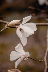 Fototapeta na wymiar Beautiful white flower of magnolia on the tree branch. Natural blossom in the spring time. Shallow focus and depth of field. Nature pattern. 