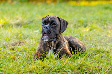 Big dog breed German boxer lies in the park on the grass