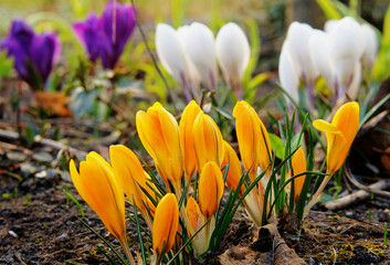 Crocuses in spring