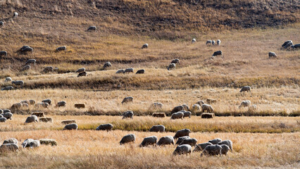 Obraz premium Sheep on the autumn meadow