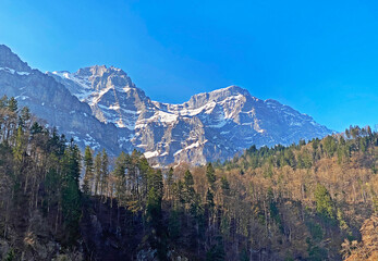 Obraz premium Mixed subalpine forests and a variety of trees in early spring on the slopes of the alpine mountains around the Klöntal mountain valley (Kloental or Klon valley) - Canton of Glarus, Switzerland