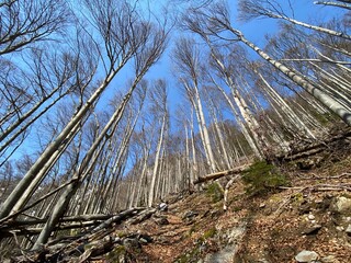 Mixed subalpine forests and a variety of trees in early spring on the slopes of the alpine mountains around the Klöntal mountain valley (Kloental or Klon valley) - Canton of Glarus, Switzerland