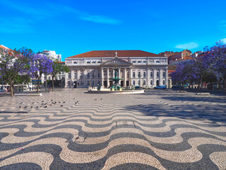 Rossio square in Lisbon in Portugal with purple blooming Jacaranda mimosifolia trees