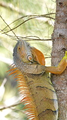 Close up of a green iguana climbing a tree in a city park in Fort Lauderdale, Florida, USA