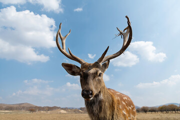 Sika deer on the grassland in autumn
