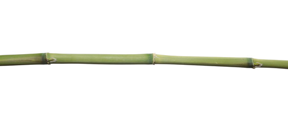 Bamboo green stick isolated on white 