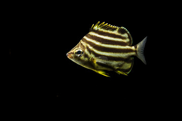 Stripey (Microcanthus strigatus) juvenile