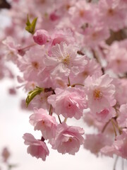 cherry blossom