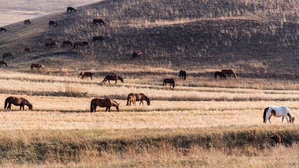 Fototapeta na wymiar Horses on grass in autumn