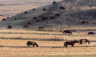 Horses on grass in autumn