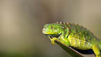 Baby iguana in a city park in Fort Lauderdale, Florida, USA