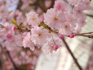cherry blossom