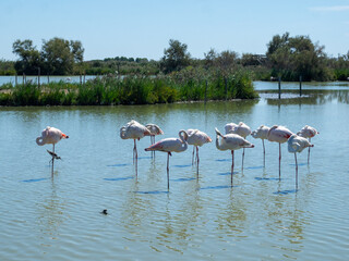 Sleeping flamingos at the Ornithological Park of Pont de Gau