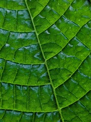 green leaf texture, macro photography of leaves
