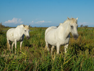 Obraz na płótnie Canvas White Camargue horses