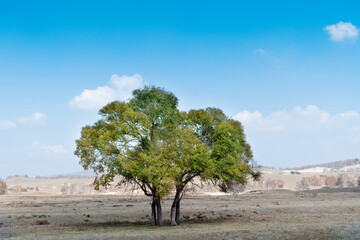 The trees are alone on the grass