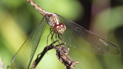 Close up of a dragonfly perched on a twig in a city park in Fort Lauderdale, Florida, USA