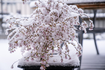 Snow covered pink cherry blossoms in winter and spring