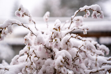 Snow covered pink cherry blossoms in winter and spring