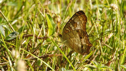Brown butterfly in the grass in a city park in Fort Lauderdale, Florida, USA