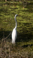 Great egret (Ardea alba) by a pond in a city park in Fort Lauderdale, Florida, USA