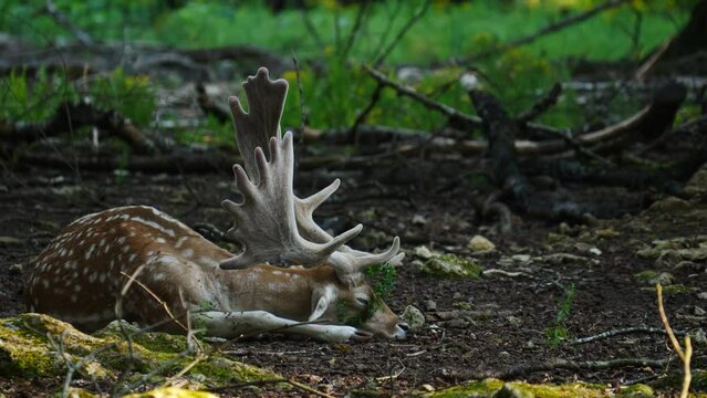 Male fallow deer, buck with antlers in natural environment. Deer Dama dama. Vision Park in Auberive region, France. Slow motion