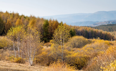 Golden larch trees in autumn