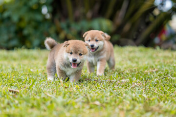 Shiba Inu puppy playing in the grass. Puppy Shiba Inu playing in the park.