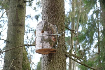 A close-up of a wooden nesting box tied with a string on a tree