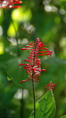 Red flowers in a city park in Fort Lauderdale, Florida, USA