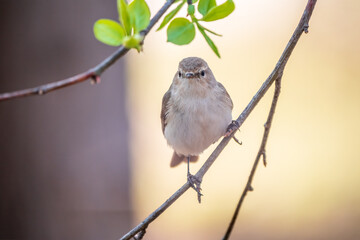 Obraz premium Common chiffchaff, lat. phylloscopus collybita, sitting on branch of bush in spring and looking for food