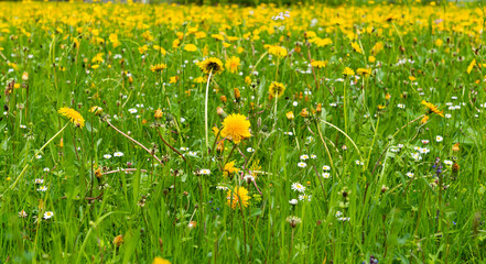 spring meadow with yellow dandelion flowers