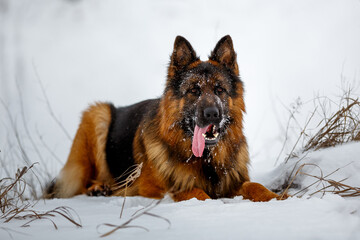 German shepherd dog sitting outdoors