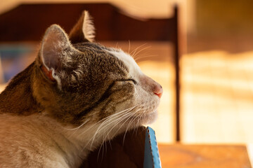 Close no rosto de um gato malhado que está dormindo dentro de uma caixa de papelão. - obrazy, fototapety, plakaty