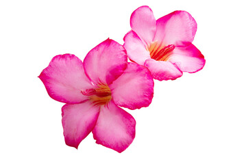 pink oleander colors isolated
