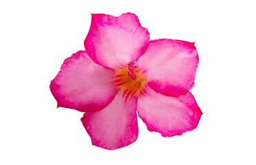 pink oleander colors isolated