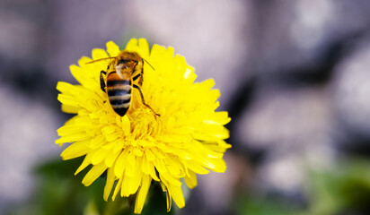 bee on yellow flower
