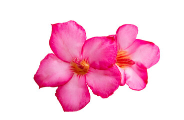 pink oleander colors isolated